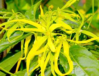 Ylang Ylang