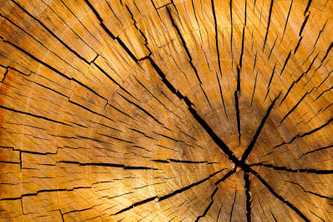 Woods Timber