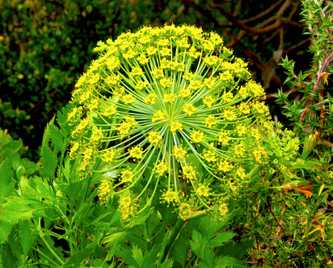 Galbanum