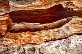 Cedar