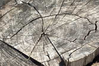 Woods Dry