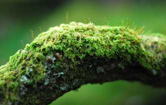 Woods Moss