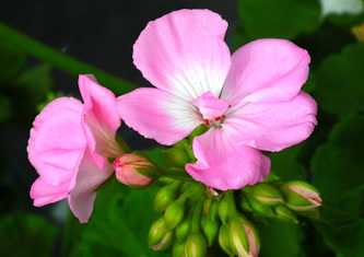 Geranium
