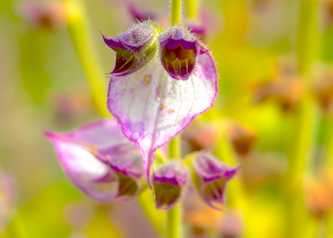 Clary Sage