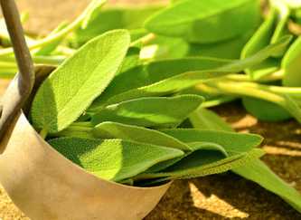 Sage