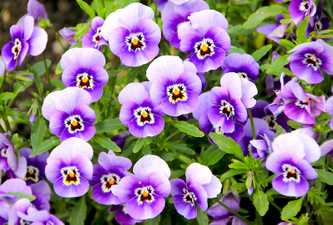 Violet