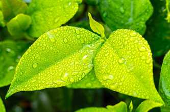 Fresh Green