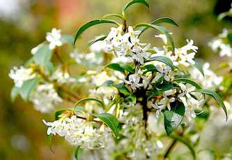 Osmanthus