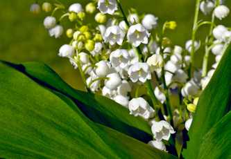 Muguet