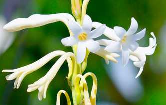 Tuberose