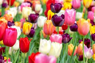 Floral Color