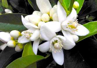 Neroli