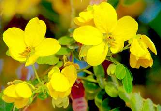 Cassia