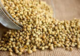 Coriander