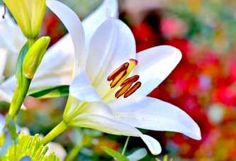 Lily