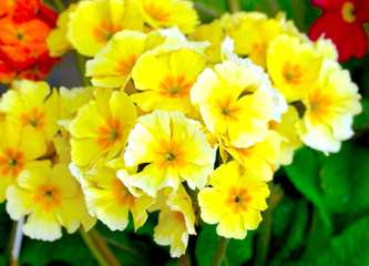 Primrose