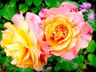 Rose