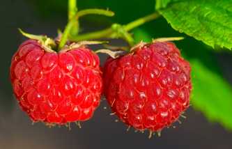 Raspberry