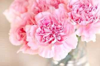 Carnation