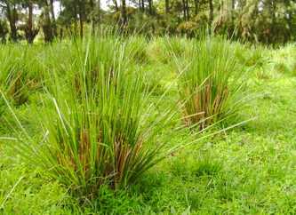 Vetiver