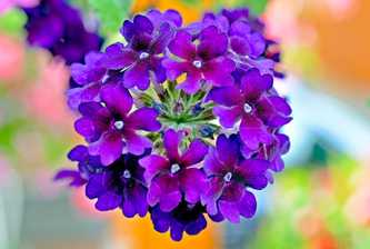 Verbena