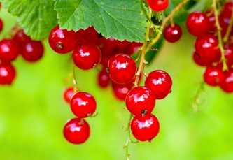 Red Berries