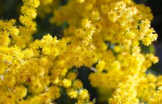 Mimosa