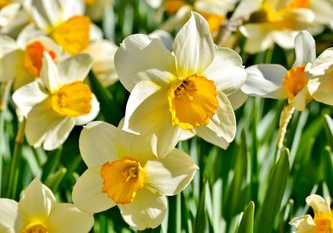Narcissus