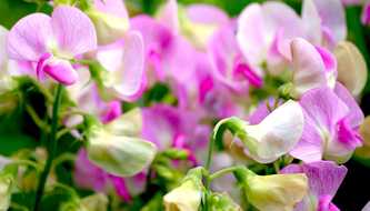 Sweet Pea