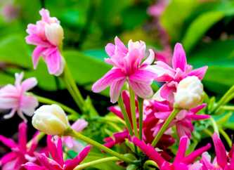 Rangoon Creeper