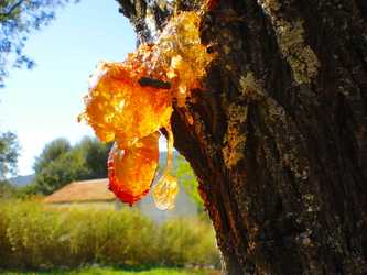 Elemi