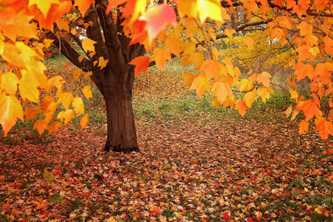 Fall