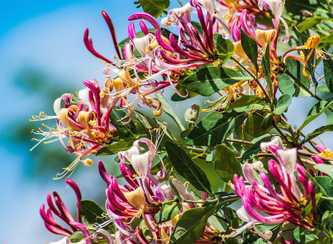 Honeysuckle