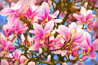Magnolia