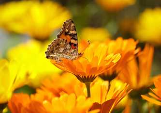 Marigold