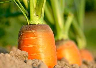 Carrot