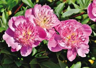 Peony