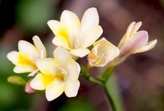 Freesia
