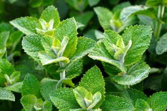 Mint