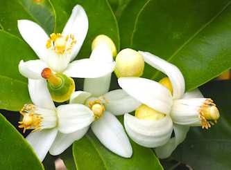 Orange Blossom