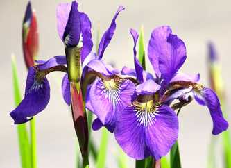 Iris