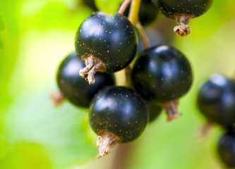 Blackcurrant
