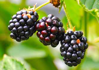 Blackberry