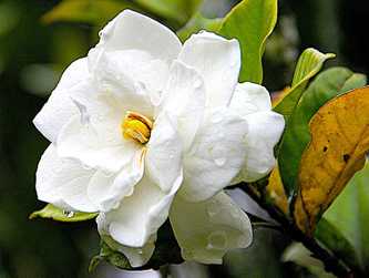 Gardenia
