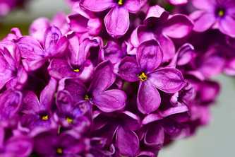 Syringa