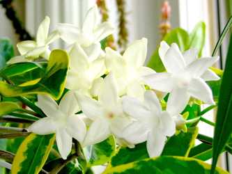 Stephanotis