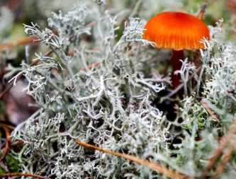 Oakmoss