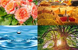 Perfume Note Families